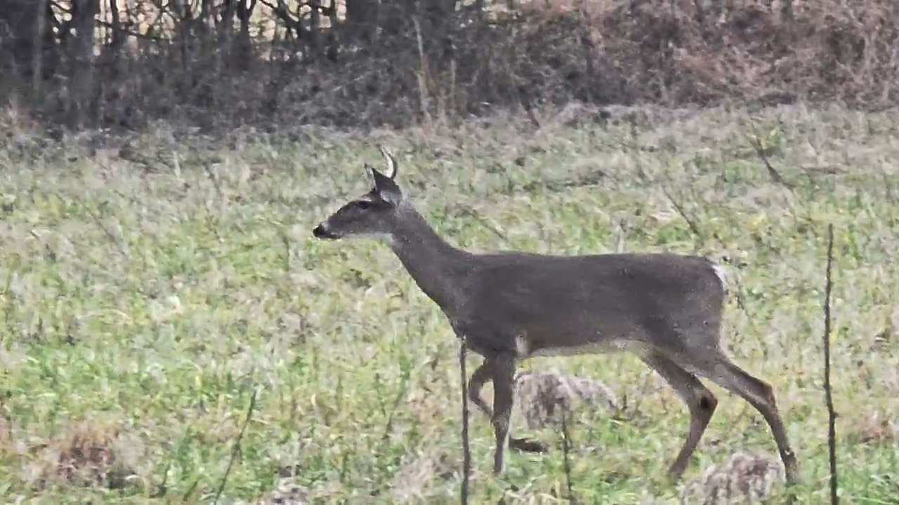 Little buck