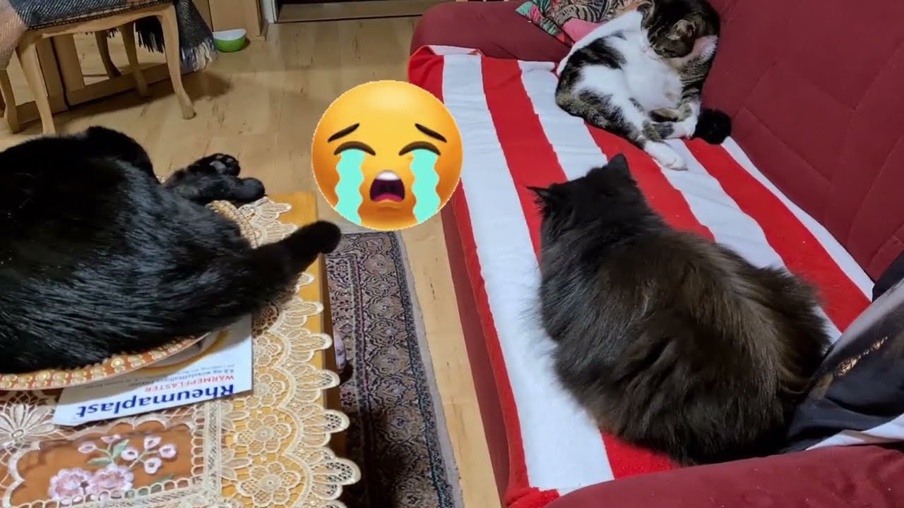 Umgeräumt, genervt ausgebotet und gemobbt Katzenvlog 🐱 