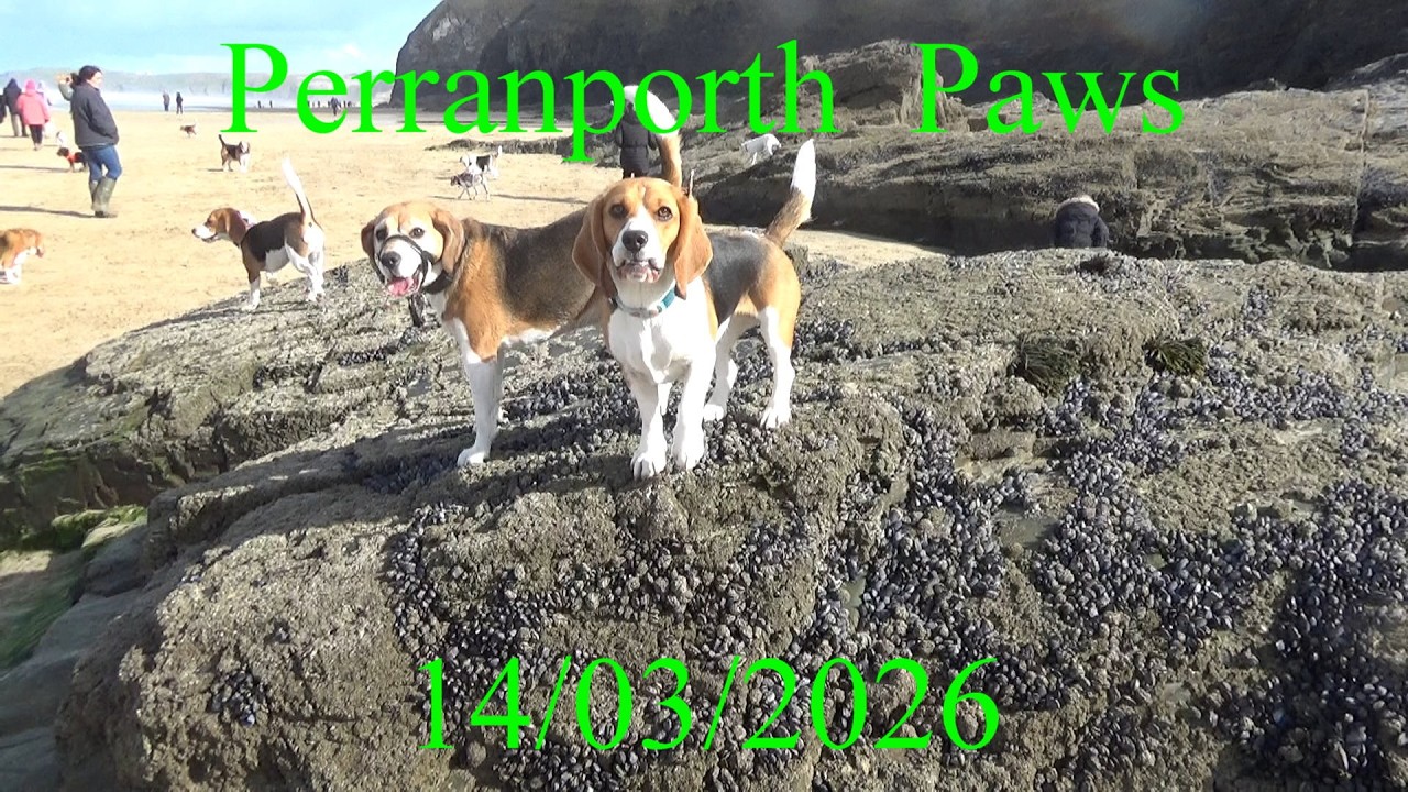 Perranporth Paws , Cornwall Beagles 14/03/2026 . A lovely day out with our Beagles ..