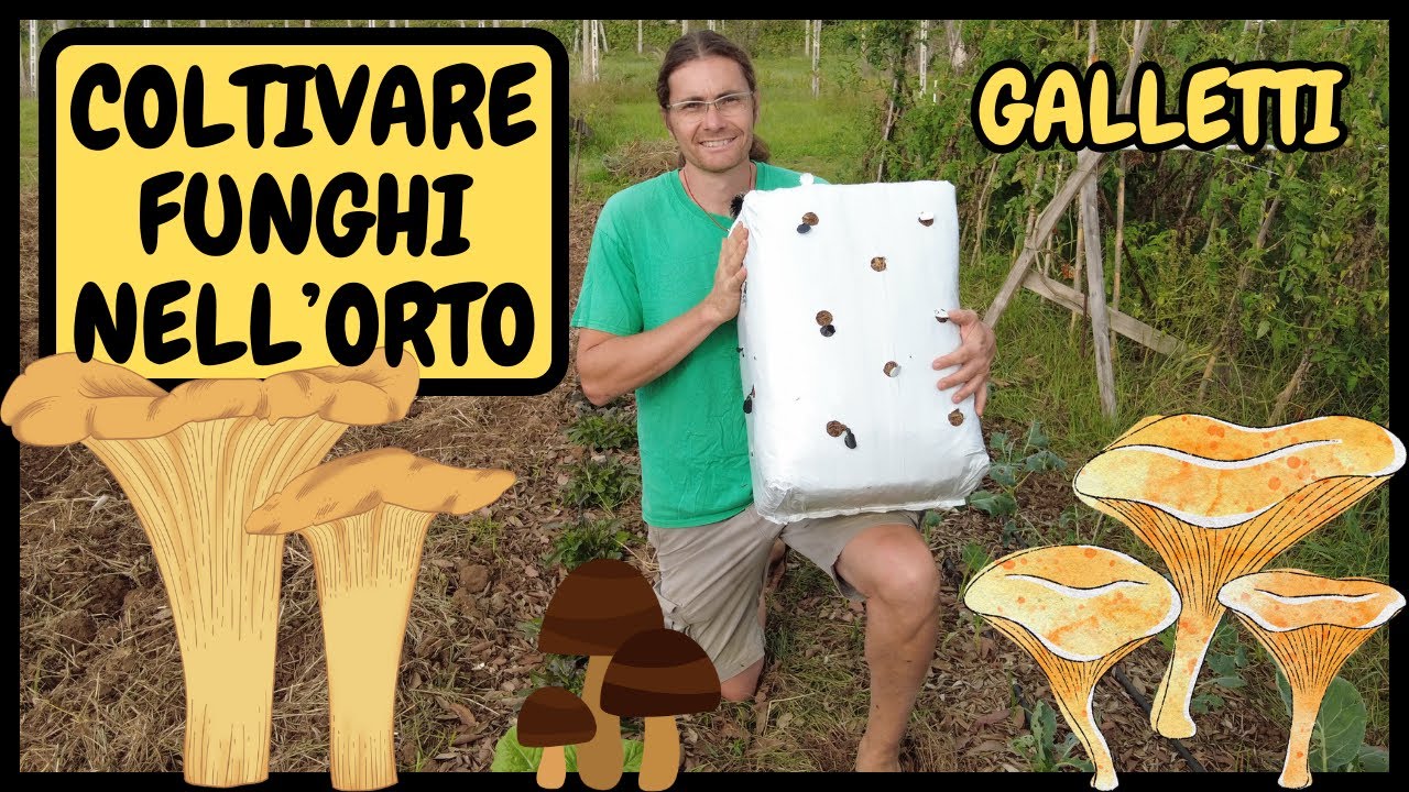 🍄 COLTIVARE i FUNGHI nell'ORTO con BALLETTE PRONTE ALL'USO 🍄 | Tutorial Agricoltura BALLA di FUNGHI