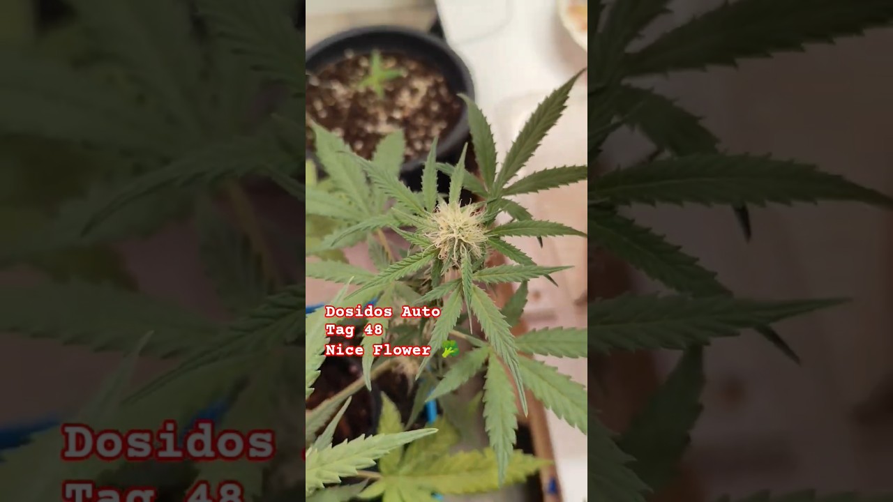 Dosidos Auto 🥦 Tag 48 #shorts #youtubeshorts #flowers #mini