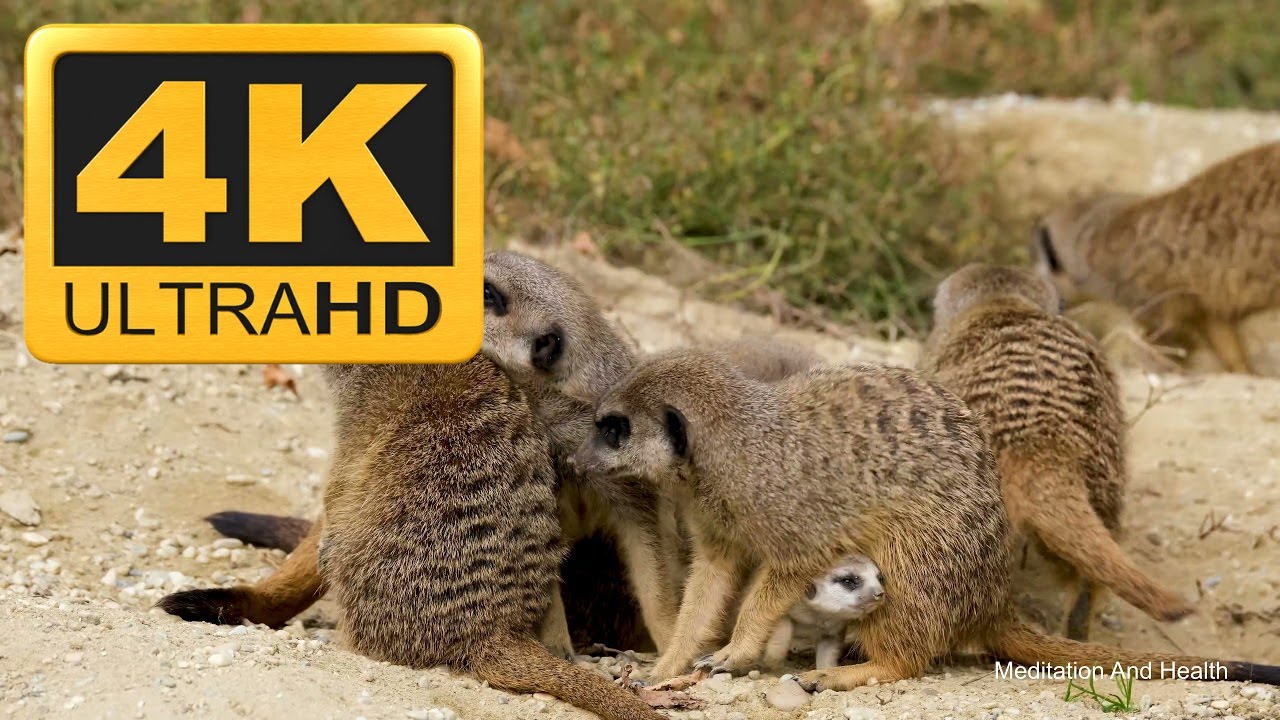 Meerkat Relaxing Instrumental Meditation Music Video