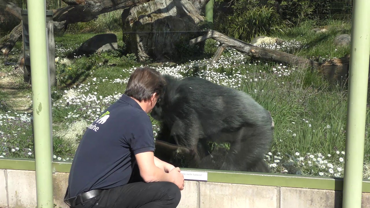 Zoo-Einblick Folge 7: Zu Besuch bei Benny, Katche und Sophie