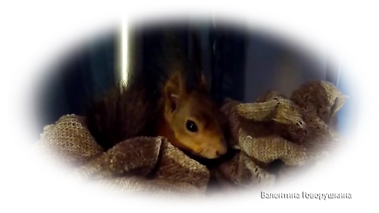 Ноби заправляет свою кроватку. Tame squirrel Noble