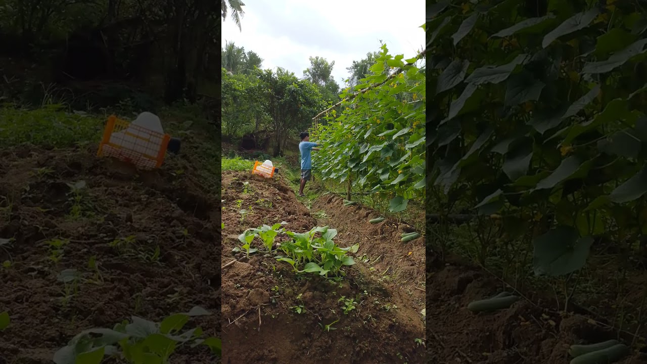 Harvest tayo ng pipino 