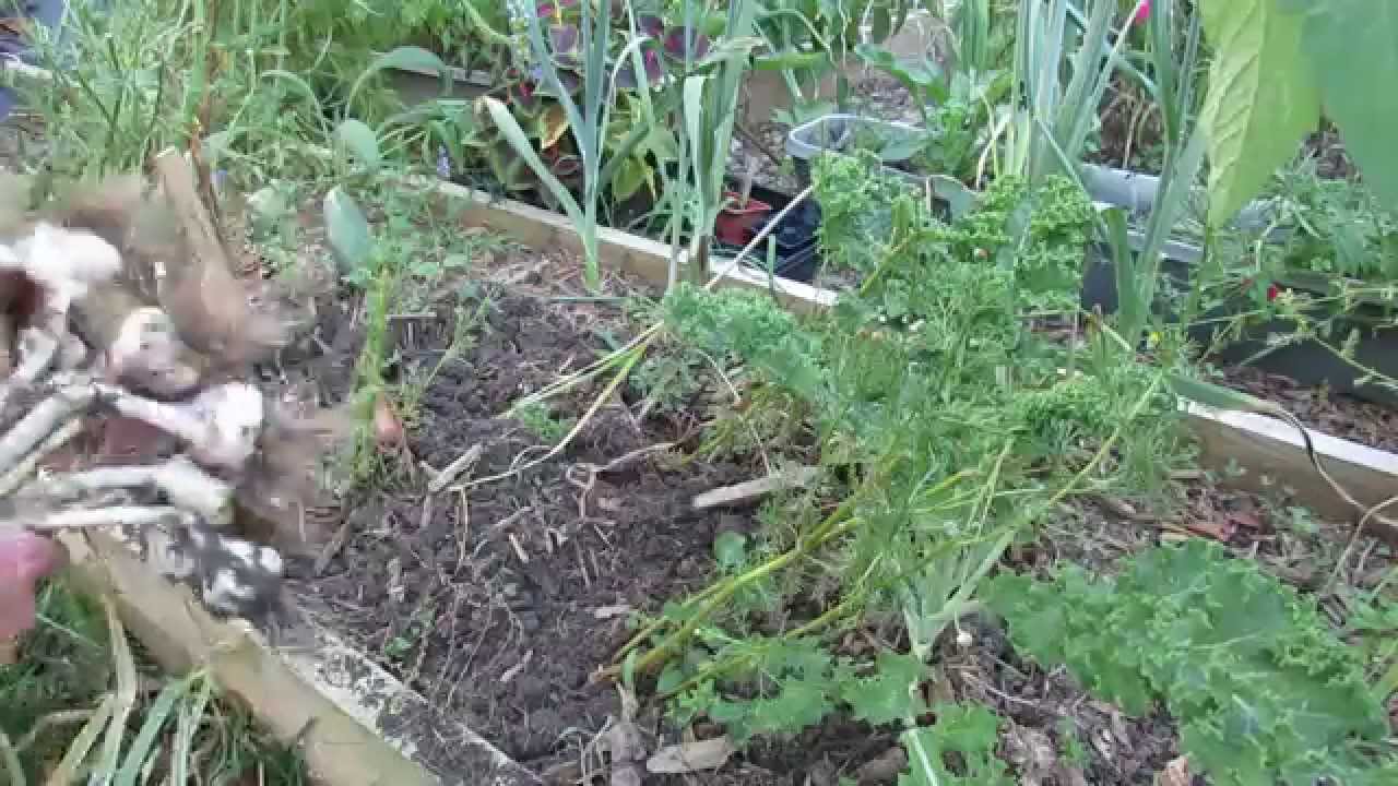 Harvesting My Fall Planted Garlic: Plant in the Fall & Harvest in June/July - TRG 2014