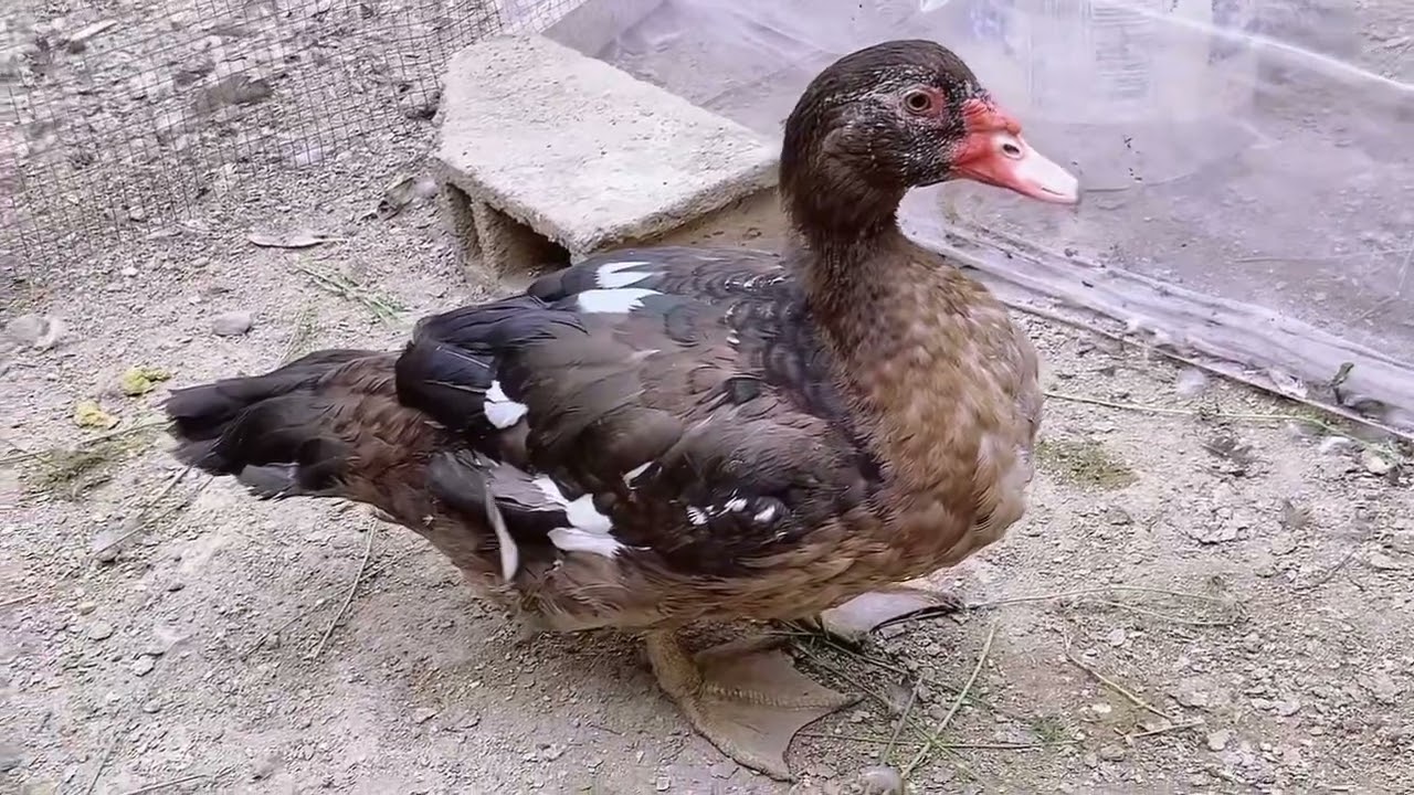 Patitas reproductoras