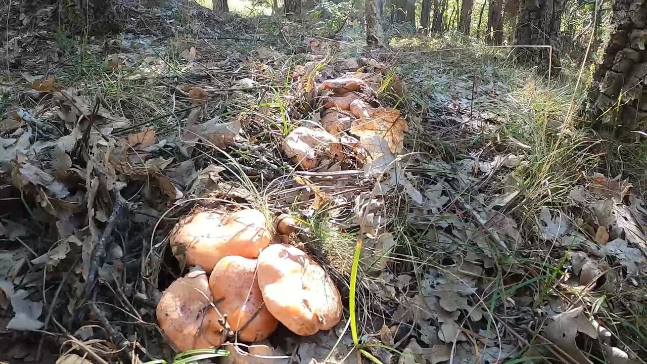 Gozada 🌲 NISCALOS 🌳 AMANITA CESAREA 🌲 en jara y roble octubre 2024
