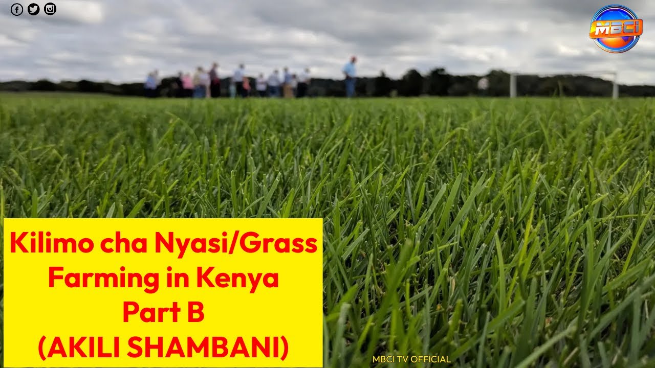 Kilimo cha Nyasi/Grass Farming in Kenya Part B || AKILI SHAMBANI