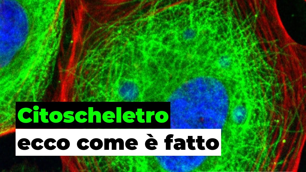 Citoscheletro, desmosomi e filamenti intermedi della cellula