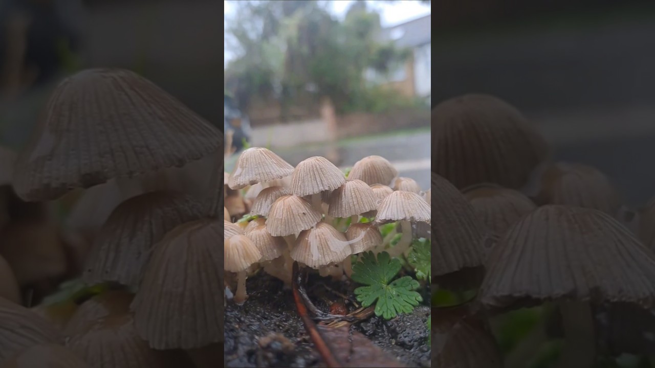 Fairy Inkcap Facts 🍄