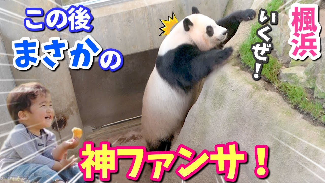 【パンダアイドル🐼楓浜】神ファンサ！でんぐり返しで大爆笑
