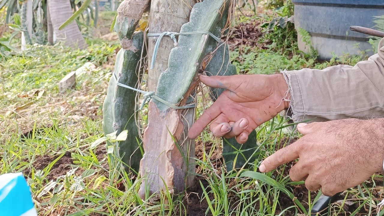Como solucionar problemas de podridão nas pitayas.