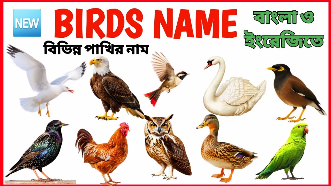 বিভিন্ন পাখির নাম | Birds Name in Bengali to English | Bird Name for kids | Birds Name #kidsward 