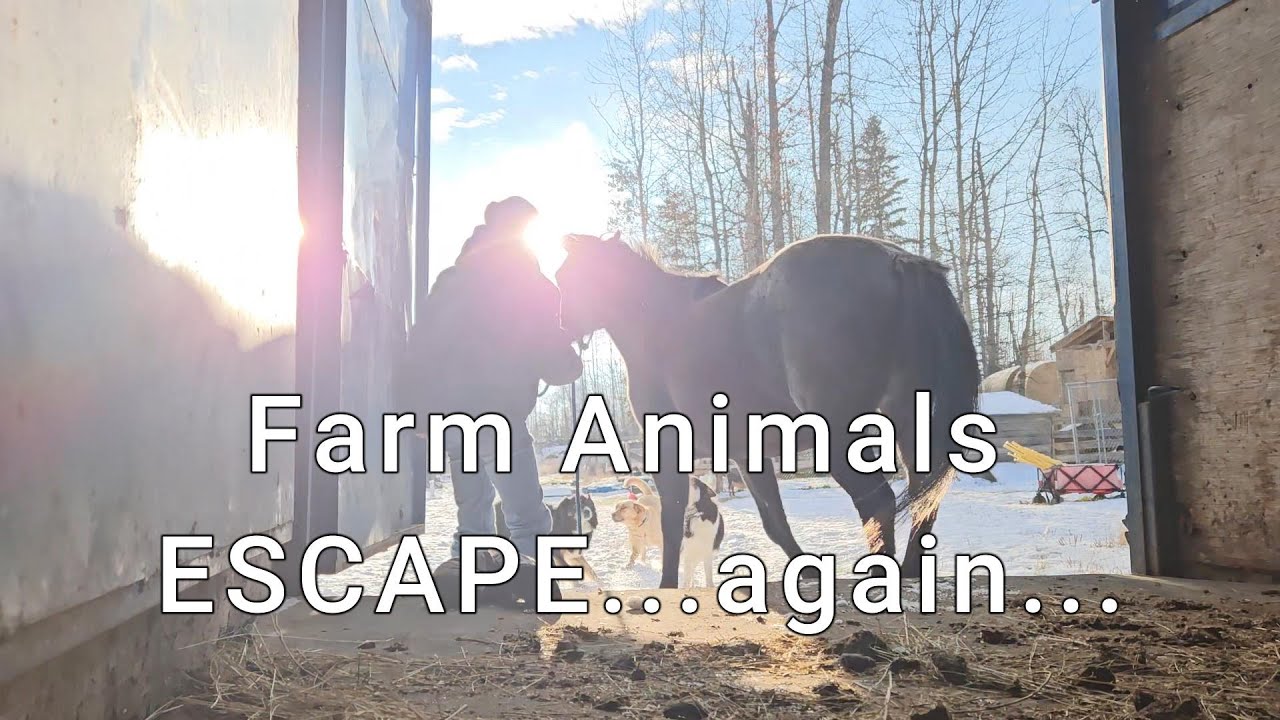 Never A Dull Moment | Life On The Farm | Small Farm Vlog | Horses | Nubian Goats | Winter in Canada
