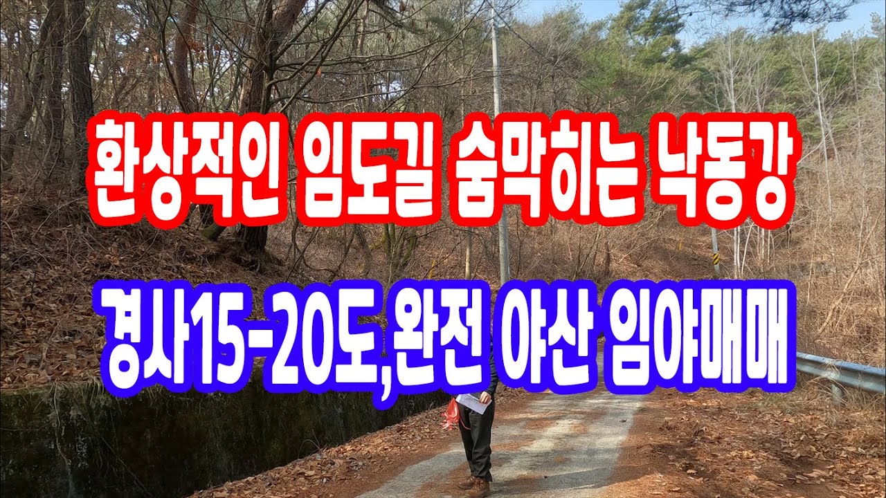 땅 시골 땅 토지 매매 임야 환상적인 임도길 낙동강 힐링 숲 조용한 산골 경사15-20도 완전 야산  숲속 산림경영관리사 산막