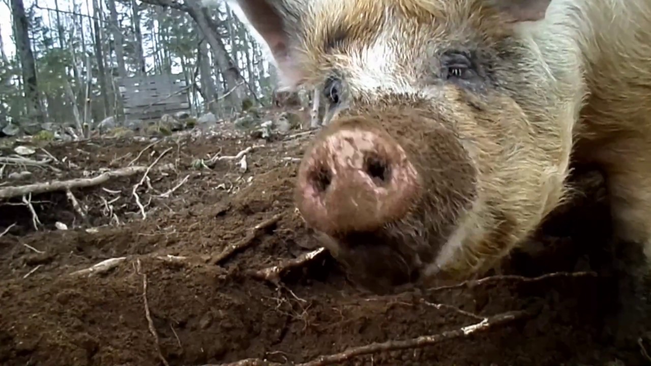 Pasture Raised Pigs Rooting In The Dirt!~ I JUST REALIZED WHAT THAT MEANS!