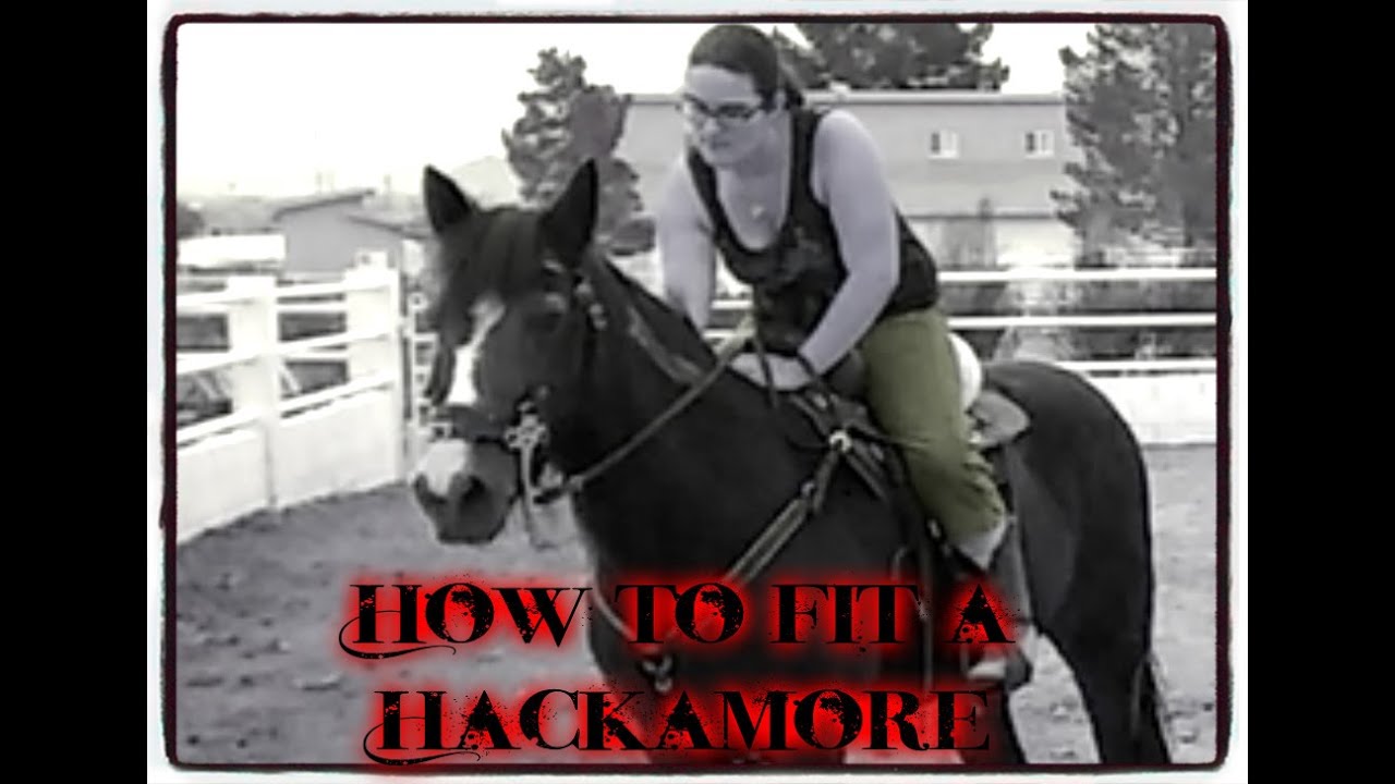 How to properly fit a hackamore
