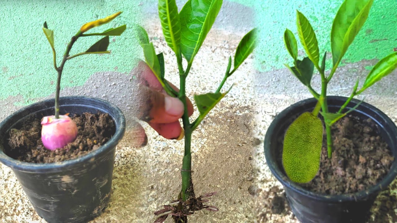 How to grow jackfruit by cutting onion branches and roots