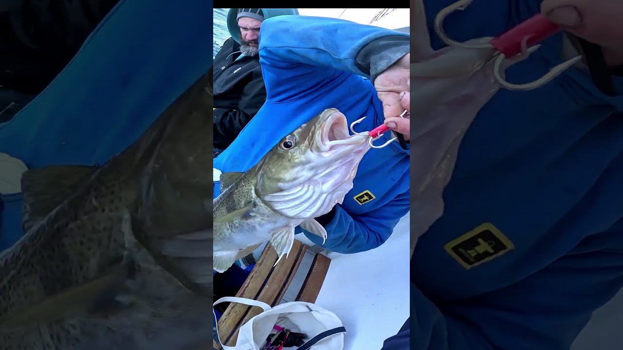 Always Burp your Cod #fishing #cod #fish #deepseafishing