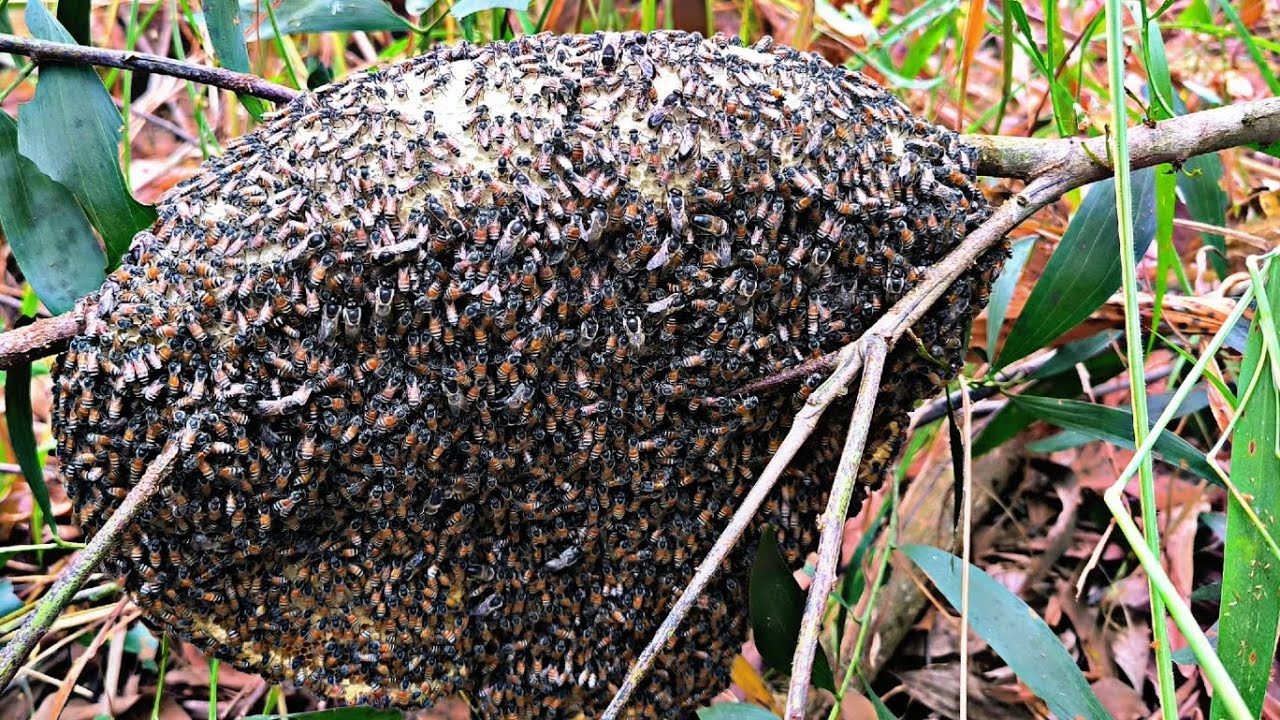 #107  bắt gặp bầy ong ruồi đóng trên đồi cỏ gai rậm