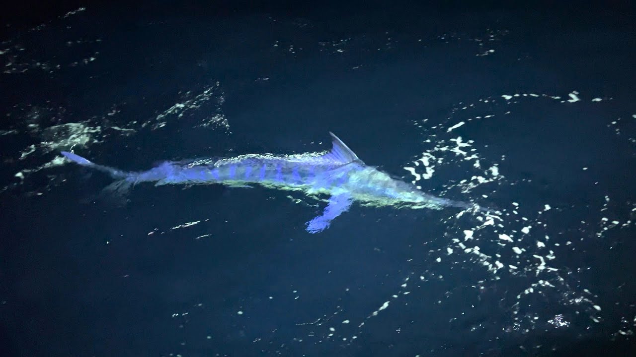 対馬の夜船でクエ狙い…衝撃の超大物登場