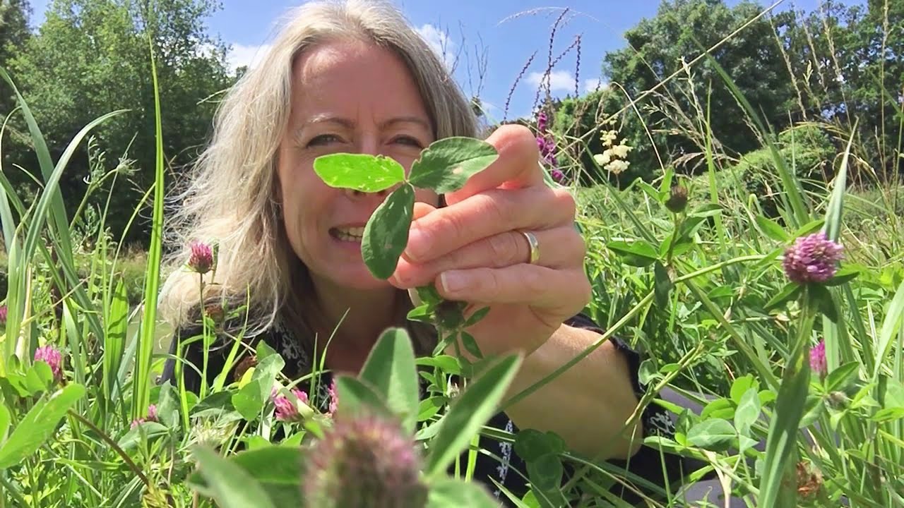 Trèfle des prés pour vos salades