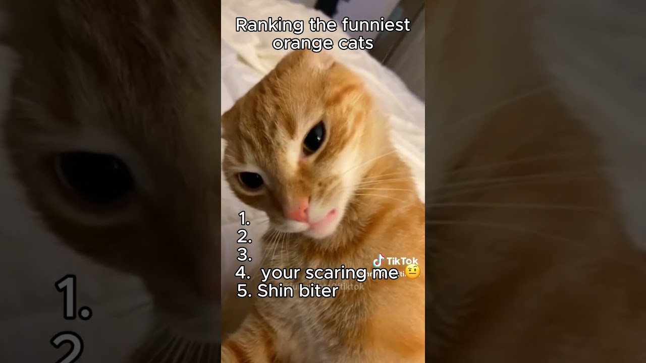 Ranking the funniest orange cat moments