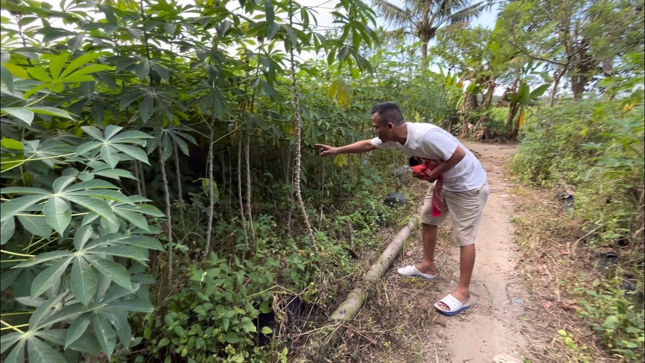 This place really has peace and life for the monkeys I care for