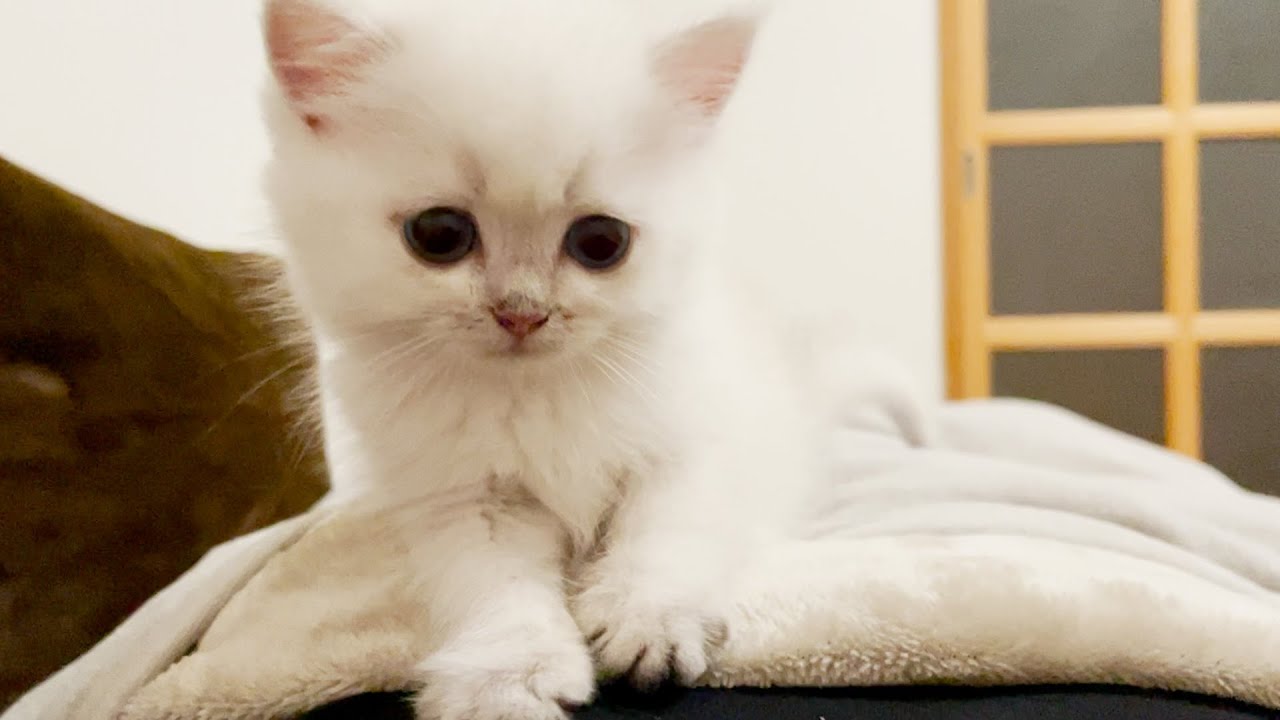 Leo, a kitten who gets lonely in the middle of the night and comes to sleep with him