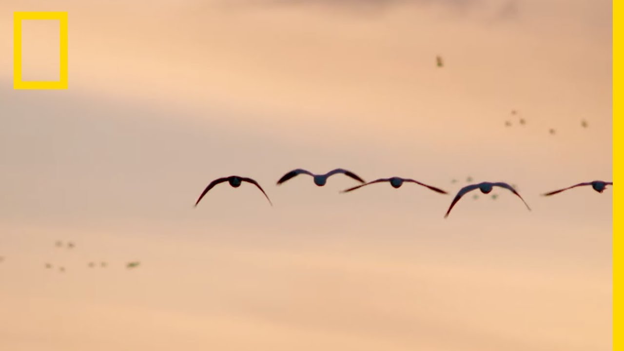 La migration des oies des neiges