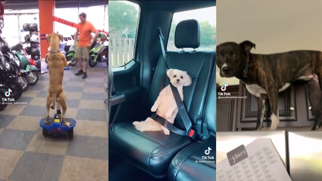 What da dog doing? | Tiktok Compilation