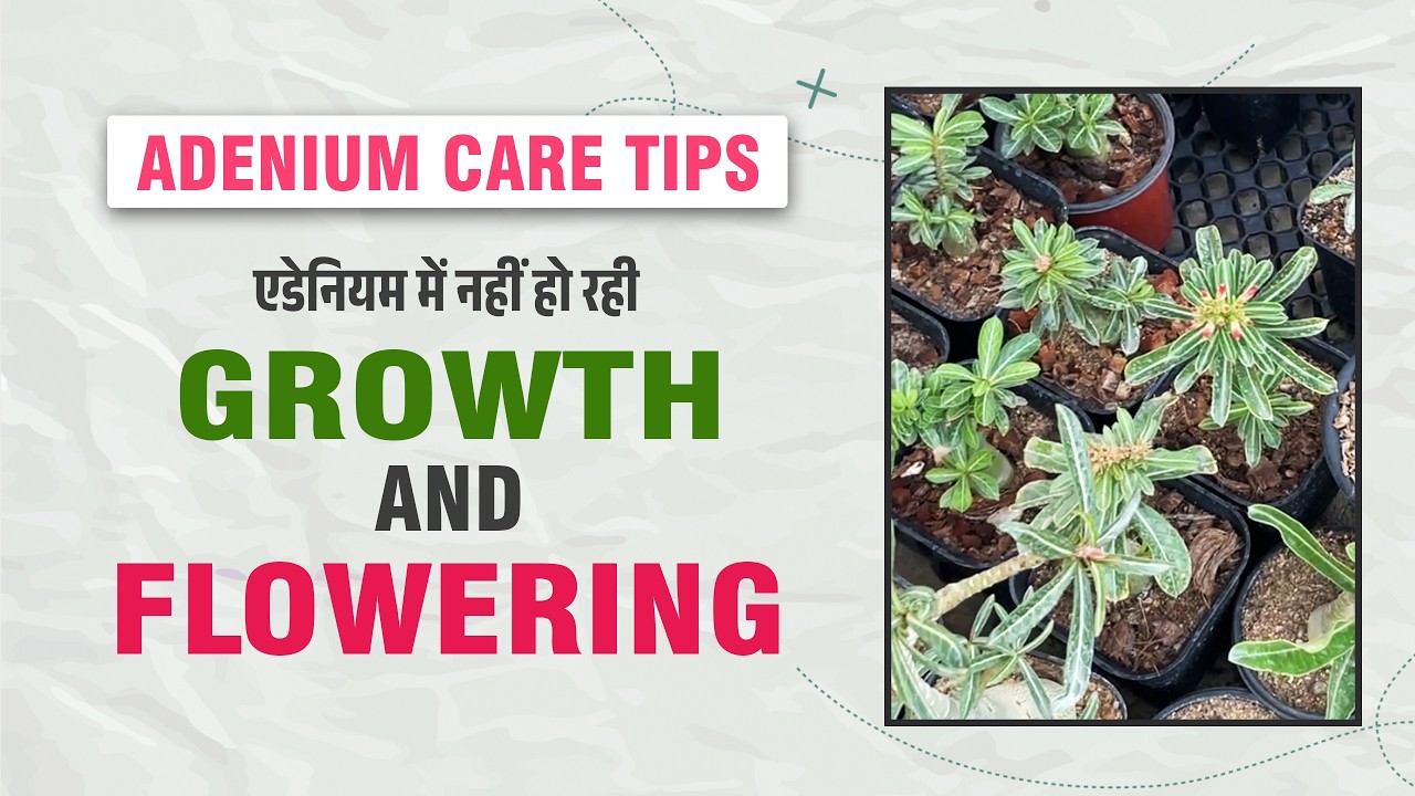 अडेनियम में ग्रोथ नहीं हो रही, फ्लॉवरिंग नहीं हो रही क्या करें | Adenium growth and flowering