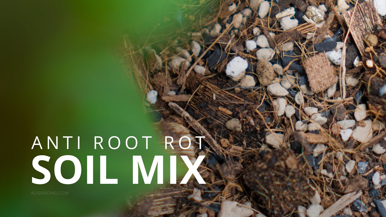 How to DIY Anti Root Rot Potting Mix 🧐 | Aroid Mix
