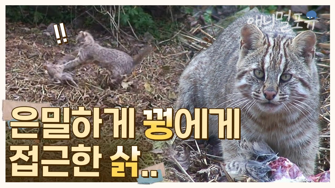 고양이과 최상위 포식자 &lsquo;삵&rsquo;은 사냥감을 놓치는 법이 없다. 노련한 사냥꾼, 삵을 만나보다 | KBS 걸작 다큐멘터리 140228 방송