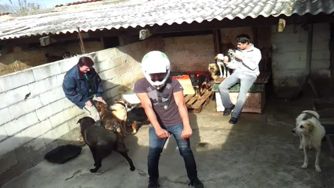 Harlem Shake APAT - Associa&ccedil;&atilde;o Protectora dos Animais de Tomar