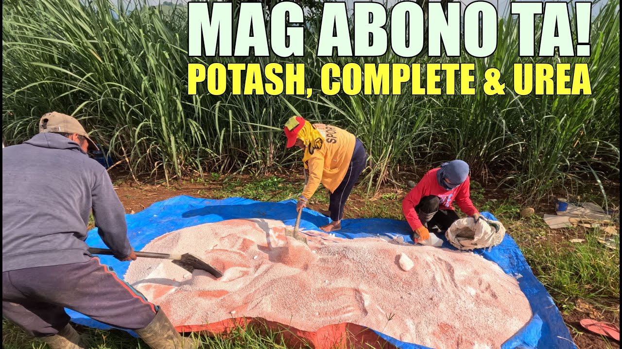 SECOND ABONO SA TUBOHAN (Potash, Complete & Urea MIX)