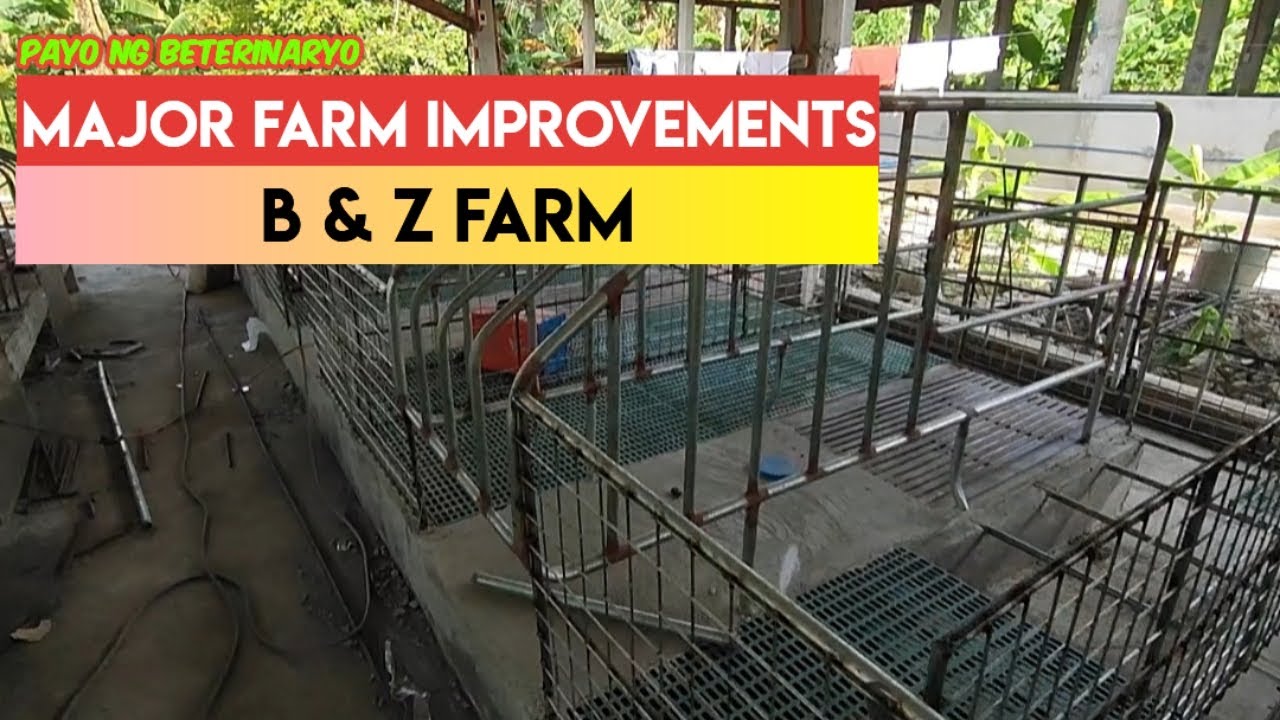 Piggery na Hindi pa Nagagamit, Nirenovate Agad | Pig Building Renovations