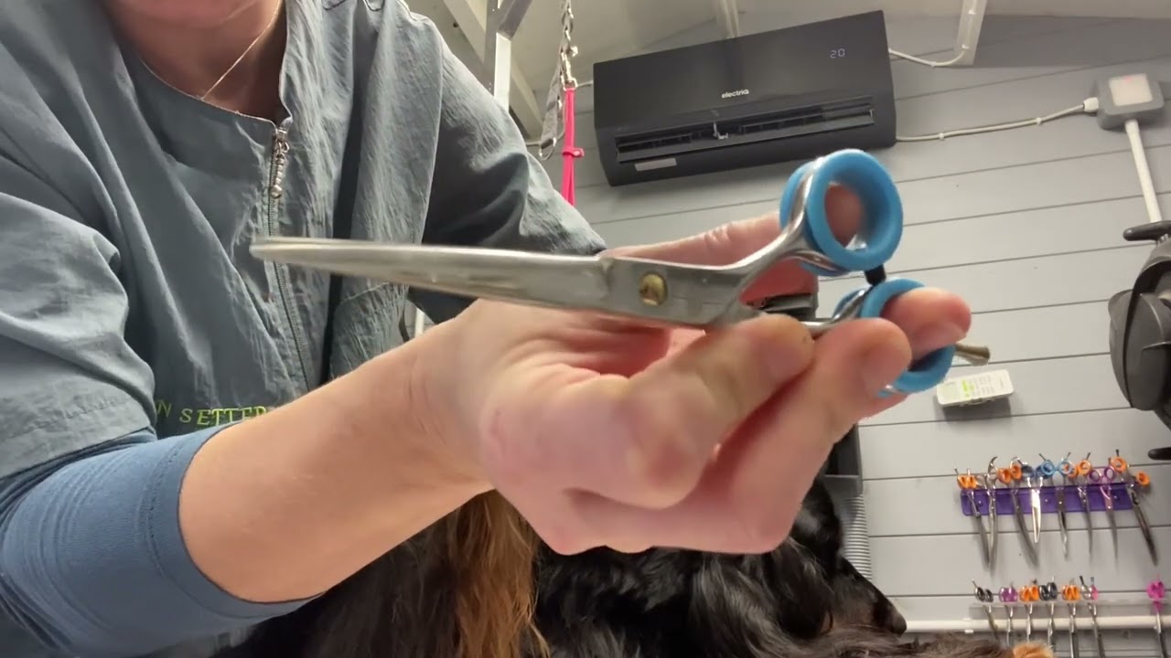 Setter feet trimming - Part 1 ( Gordon setter grooming )