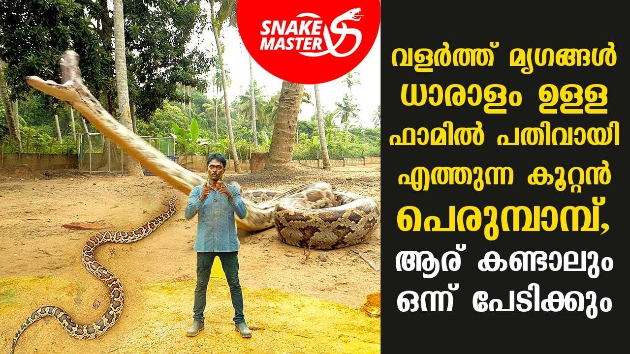 വളർത്ത് മൃഗങ്ങൾ ധാരളം ഉള്ള ഫാമിൽ പതിവായി എത്തുന്ന കൂറ്റൻ പെരുമ്പാമ്പ് | Snakemaster EP 714