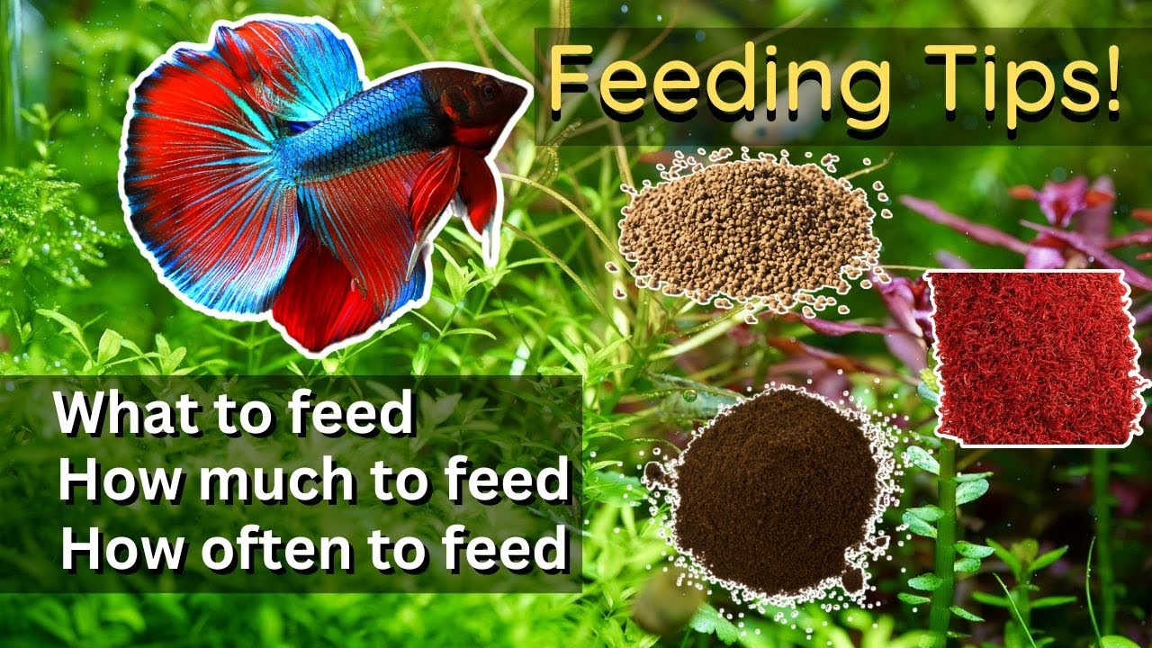 Ultimate Betta Fish Feeding Guide (Everything You Need to Know About Feeding Betta)