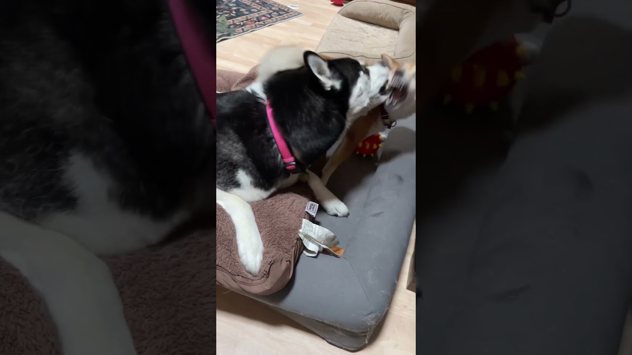 Husky Stiff-Arm vs. Shiba Under-Arm!!!😊 #shibainu #husky #dog #puppy #pets #cute #funny