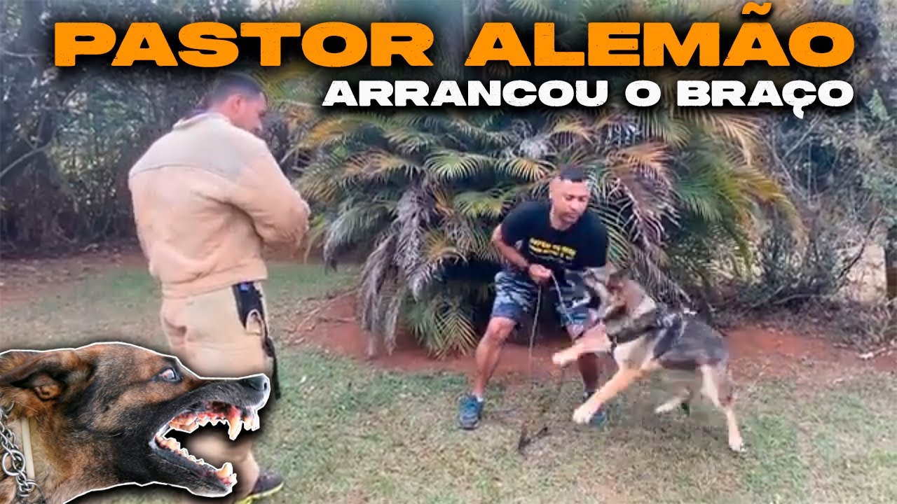 PASTOR ALEMÃO MOSTRANDO AGRESSIVIDADE l DEFENDEU BEM