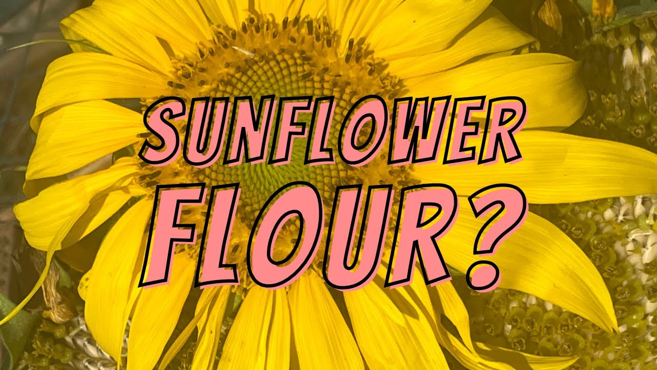 The Many Uses of Sunflowers - Sunflower Flour