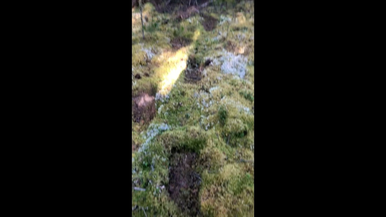 Is This A Sasquatch Trail? Eyewitness Testimony Flows In