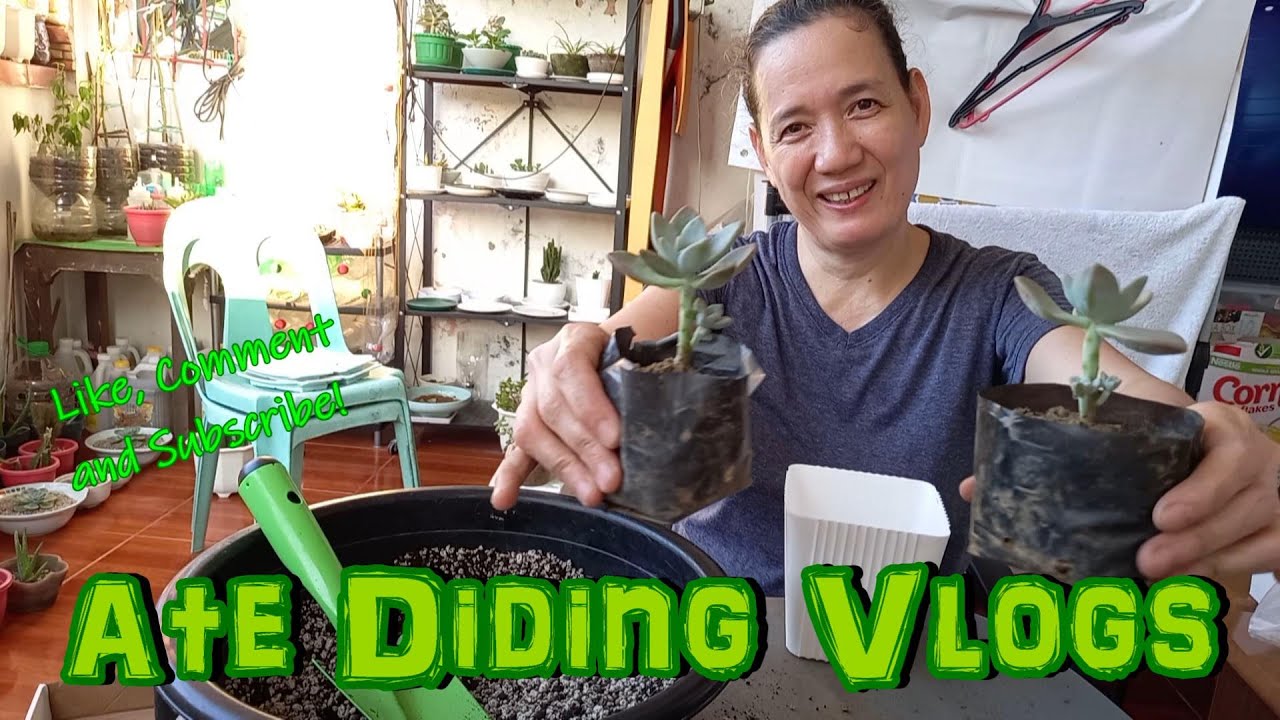 Repotting Plants (from Mini Dino Park and Eco Garden)