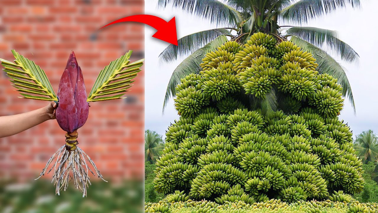 Unique Techniques for Grafting Banana with Coconut Leaves To Get Amazing Fruit