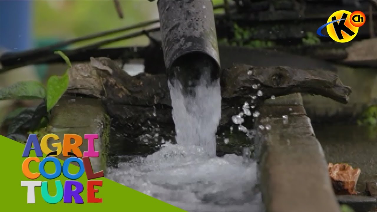 Aspects or Phases of Fish Culture | Agricoolture