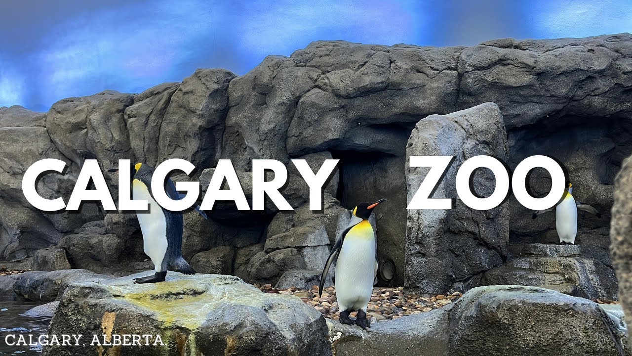 Calgary Zoo  - Complete walk through Tour in 4k 2025 | Alberta, Canada | World's Top Rated Zoo