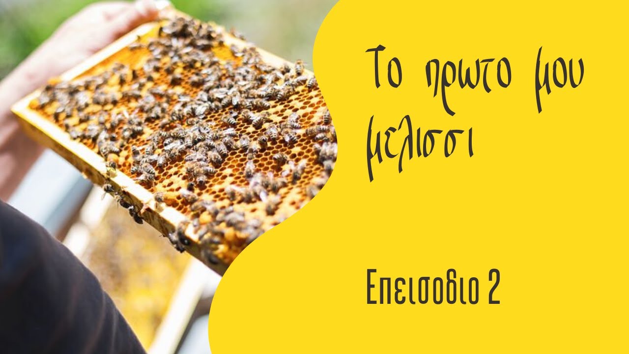 Το πρώτο μου μελίσσι ανάπτυξη με σιρόπι Επεισόδιο 2